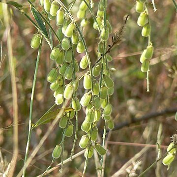 Crotalaria leptostachya unspecified picture