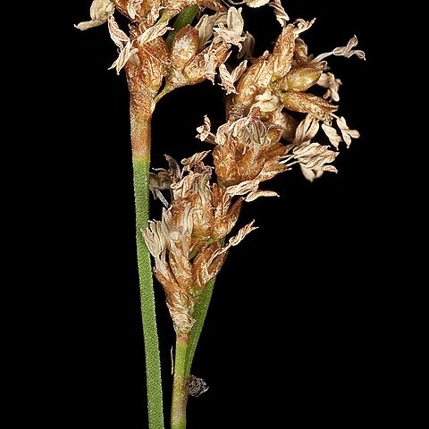 Hopkinsia anoectocolea unspecified picture