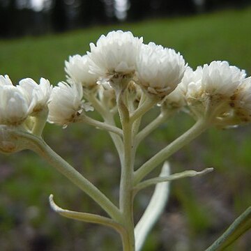 Antennaria anaphaloides unspecified picture