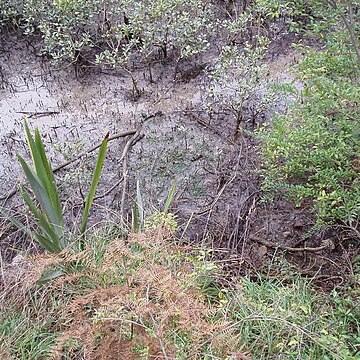 Zostera muelleri unspecified picture