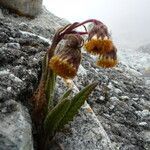 Senecio rhizomatus habit picture by Fabien Anthelme (cc-by-sa)