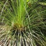 Xanthorrhoea glauca leaf picture by Daniel Grixti-Cheng (cc-by-sa)