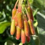 Fuchsia boliviana fruit picture by Fabien Anthelme (cc-by-sa)