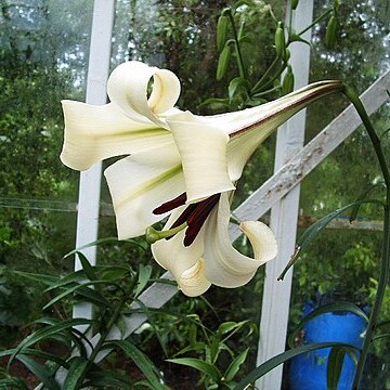 Lilium brownii var. brownii unspecified picture