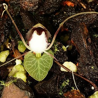 Corybas geminigibbus unspecified picture