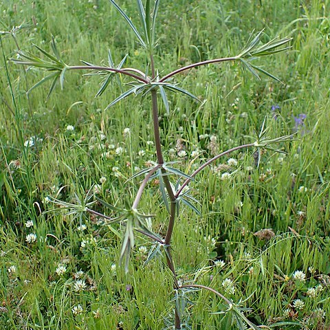 Eryngium billardieri unspecified picture