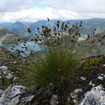 Oreochloa unspecified picture