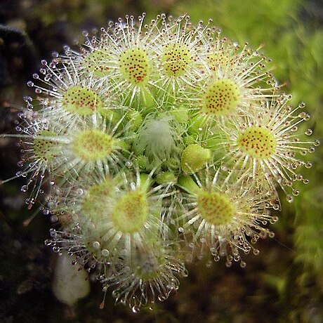 Drosera hyperostigma unspecified picture