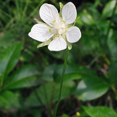 Parnassia unspecified picture