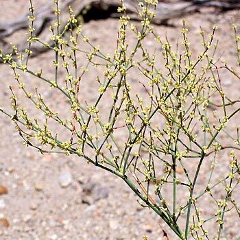 Eriogonum brachyanthum unspecified picture