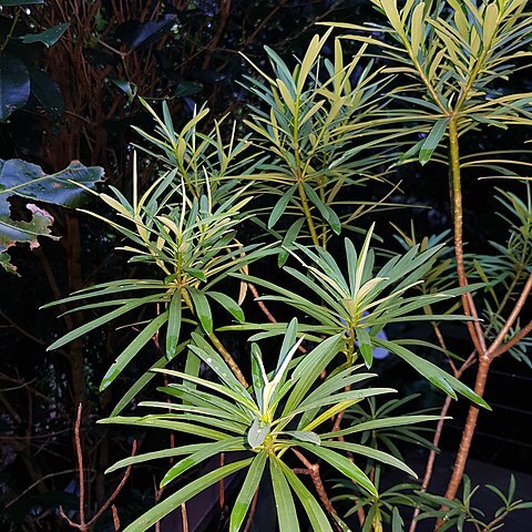 Euphorbia norfolkiana unspecified picture