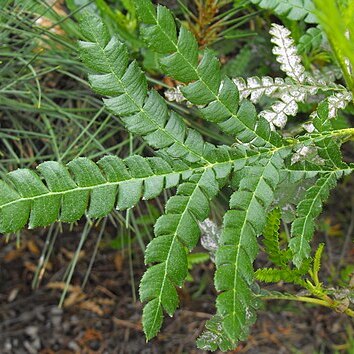 Lyonothamnus unspecified picture