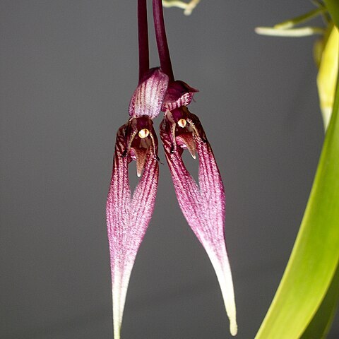 Bulbophyllum sukhakulii unspecified picture