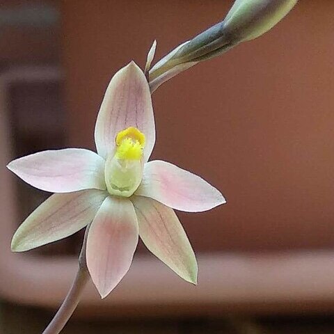 Thelymitra glaucophylla unspecified picture