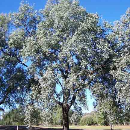 Eucalyptus melanophloia unspecified picture