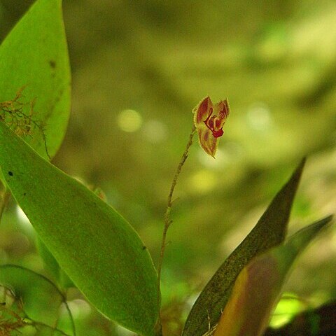 Lepanthes pteropogon unspecified picture