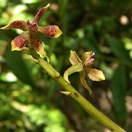 Prosthechea farfanii unspecified picture