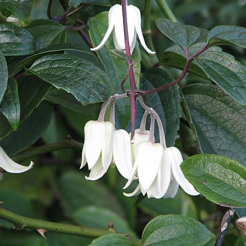 Clematis urophylla unspecified picture