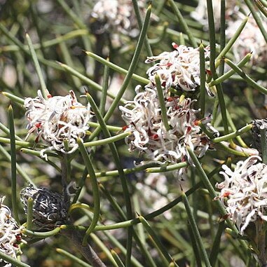 Petrophile semifurcata unspecified picture