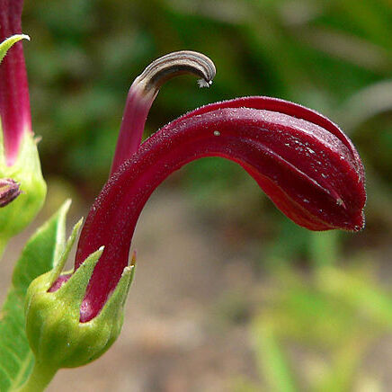 Lobelia polyphylla unspecified picture