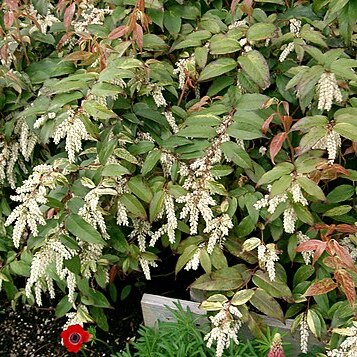 Leucothoe catesbaei unspecified picture