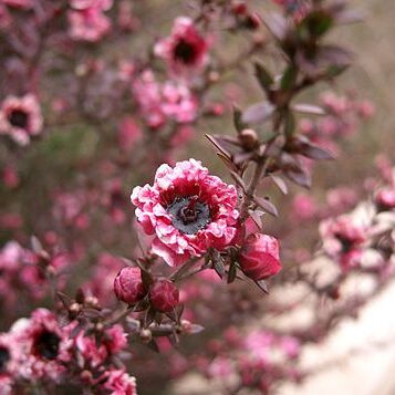 Leptospermum unspecified picture