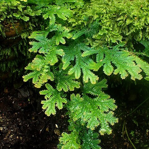 Selaginella stauntoniana unspecified picture