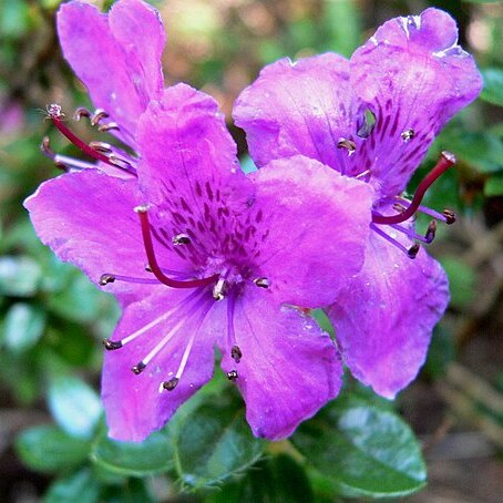 Rhododendron saluenense unspecified picture