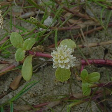 Blutaparon portulacoides unspecified picture