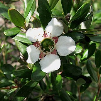 Leptospermum deuense unspecified picture