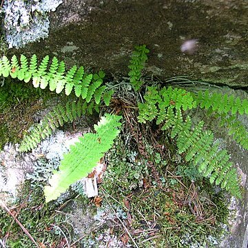 Dryopteris fragrans unspecified picture