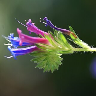 Echium stenosiphon unspecified picture