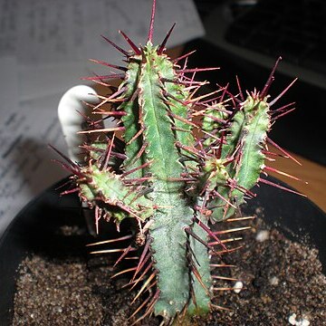 Euphorbia pentagona unspecified picture