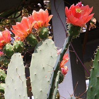 Opuntia elatior unspecified picture