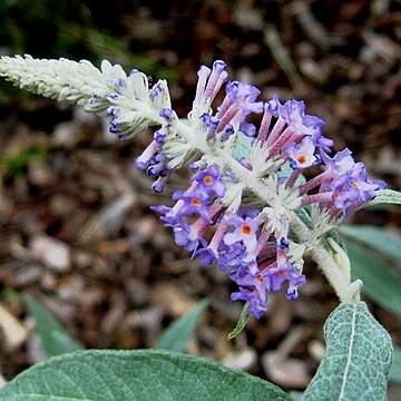 Buddleja fallowiana unspecified picture