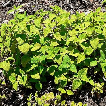 Salvia pulchella unspecified picture