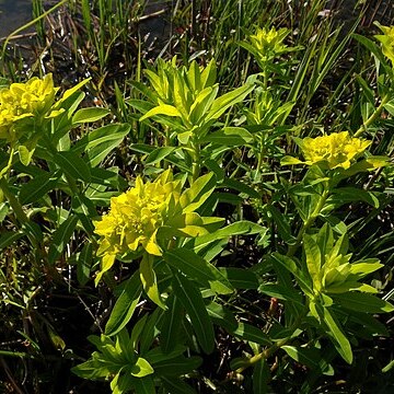 Euphorbia adenochlora unspecified picture