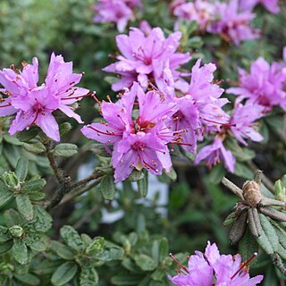 Rhododendron setosum unspecified picture