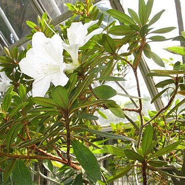 Rhododendron boninense unspecified picture