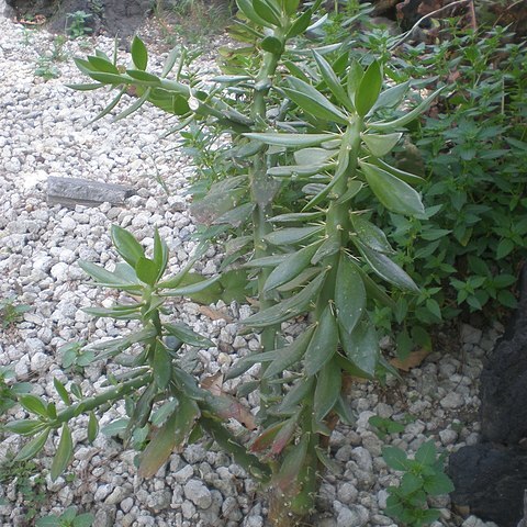 Pereskiopsis aquosa unspecified picture