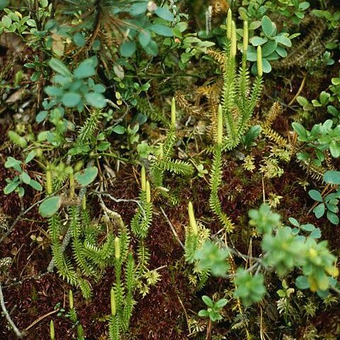 Lycopodium unspecified picture