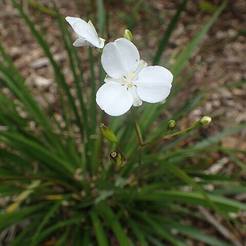 Libertia mooreae unspecified picture