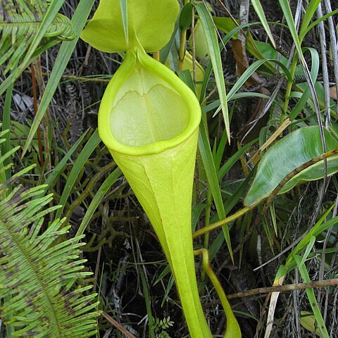 Nepenthes chaniana unspecified picture