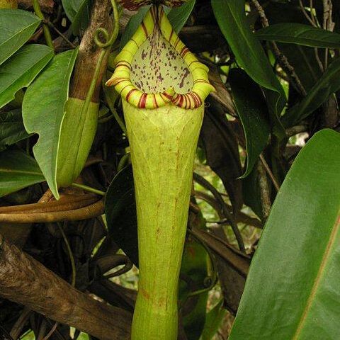 Nepenthes boschiana unspecified picture