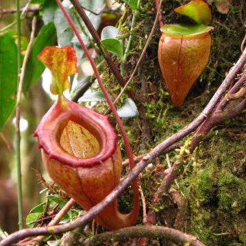 Nepenthes flava unspecified picture