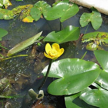 Nuphar japonica unspecified picture