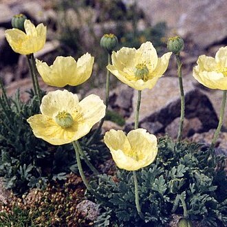 Papaver nudicaule unspecified picture