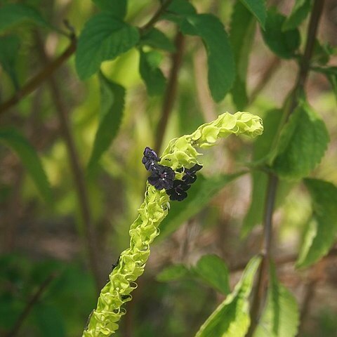 Stachytarpheta orubica unspecified picture