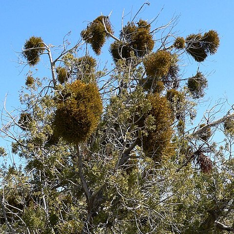 Phoradendron juniperinum unspecified picture