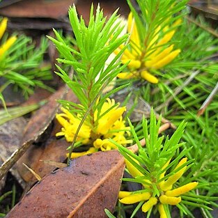 Persoonia chamaepitys unspecified picture